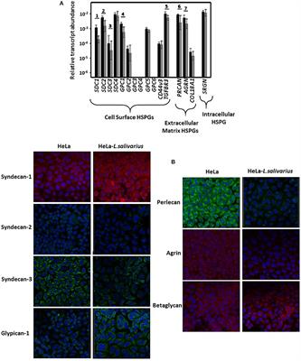 Adherence of Lactobacillus salivarius to HeLa Cells Promotes Changes in the Expression of the Genes Involved in Biosynthesis of Their Ligands